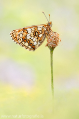 453 Ehrenpreis-Scheckenfalter - Melitaea aurelia