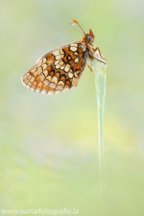 457 Ehrenpreis-Scheckenfalter - Melitaea aurelia