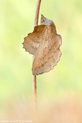 245 Eichenglucke - Phyllodesma tremulifolia