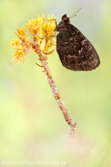 Marmorierter Mohrenfalter - Erebia montana