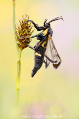 572 Erlen-Glasflügler - Synanthedon spheciformis ♀