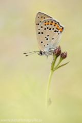 482 Brauner Feuerfalter - Lycaena tityrus ♀