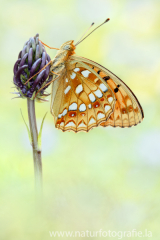 649 Feuriger Perlmutterfalter - Argynnis adippe