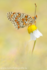 667 Flockenblumen-Scheckenfalter - Melitaea phoebe