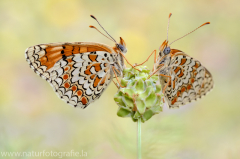 673 Flockenblumen-Scheckenfalter - Melitaea phoebe