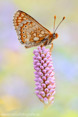 567 Goldener Scheckenfalter - Euphydryas aurinia