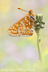 566 Goldener Scheckenfalter - Euphydryas aurinia