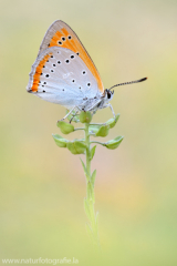 543 Großer Feuerfalter - Lycaena dispar