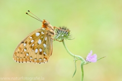 346 Großer Perlmutterfalter - Argynnis aglaja