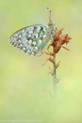 353 Großer Perlmutterfalter - Argynnis aglaja