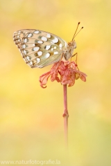 354 Großer Perlmutterfalter - Argynnis aglaja