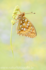 462 Großer Perlmutterfalter - Argynnis aglaja