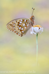 478 Großer Perlmutterfalter - Argynnis aglaja