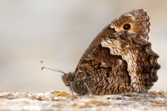 931 Großer Waldportier - Hipparchia fagi