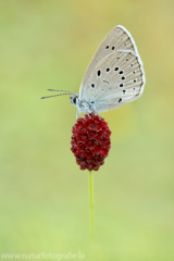 479 Heller Wiesenknopf-Ameisenbläuling - Phengaris teleius