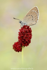 484 Heller Wiesenknopf-Ameisenbläuling - Phengaris teleius