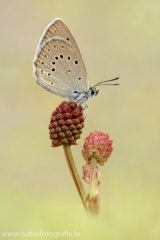 485 Heller Wiesenknopf-Ameisenbläuling - Phengaris teleius