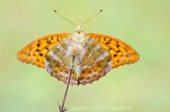 287 Kaisermantel - Argynnis paphia