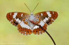 295 Kleiner Eisvogel - Limenitis camilla