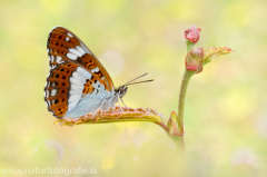 601 Kleiner Eisvogel - Limenitis camilla