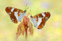 602 Kleiner Eisvogel - Limenitis camilla