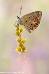 929 Kleiner Esparsetten-Bläuling - Polyommatus thersites