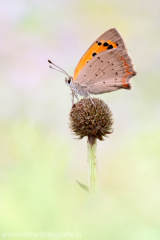 483 Kleiner Feuerfalter - Lycaena phlaeas