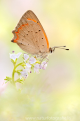 630 Kleiner Feuerfalter - Lycaena phlaeas