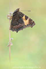 474 Kleiner Fuchs - Aglais urticae