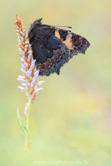 475 Kleiner Fuchs - Aglais urticae