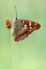 322 Kleiner Schillerfalter - Apatura ilia