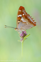 324 Kleiner Schillerfalter - Apatura ilia