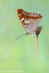 325 Kleiner Schillerfalter - Apatura ilia