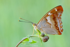 326 Kleiner Schillerfalter - Apatura ilia