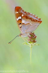 385 Kleiner Schillerfalter - Apatura ilia