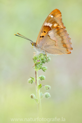 435 Kleiner Schillerfalter - Apatura ilia