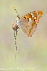 434 Kleiner Schillerfalter - Apatura ilia