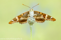 433 Kleiner Schillerfalter - Apatura ilia