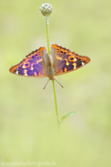 432 Kleiner Schillerfalter - Apatura ilia