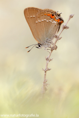 932 Kleiner Schlehen-Zipfelfalter - Satyrium acaciae