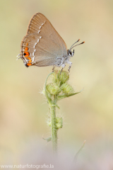 933 Kleiner Schlehen-Zipfelfalter - Satyrium acaciae