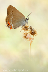 934 Kleiner Schlehen-Zipfelfalter - Satyrium acaciae