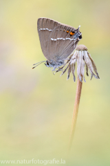 476 Kreuzdorn-Zipfelfalter - Satyrium spini