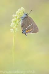 477 Kreuzdorn-Zipfelfalter - Satyrium spini