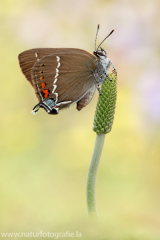 608 Kreuzdorn-Zipfelfalter - Satyrium spini