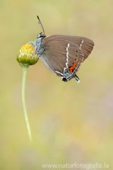 609 Kreuzdorn-Zipfelfalter - Satyrium spini