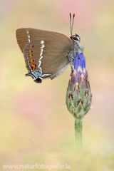 610 Kreuzdorn-Zipfelfalter - Satyrium spini