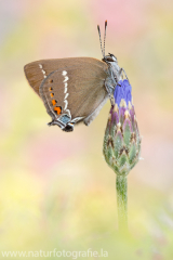 611 Kreuzdorn-Zipfelfalter - Satyrium spini