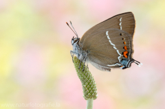 612 Kreuzdorn-Zipfelfalter - Satyrium spini