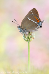 613 Kreuzdorn-Zipfelfalter - Satyrium spini